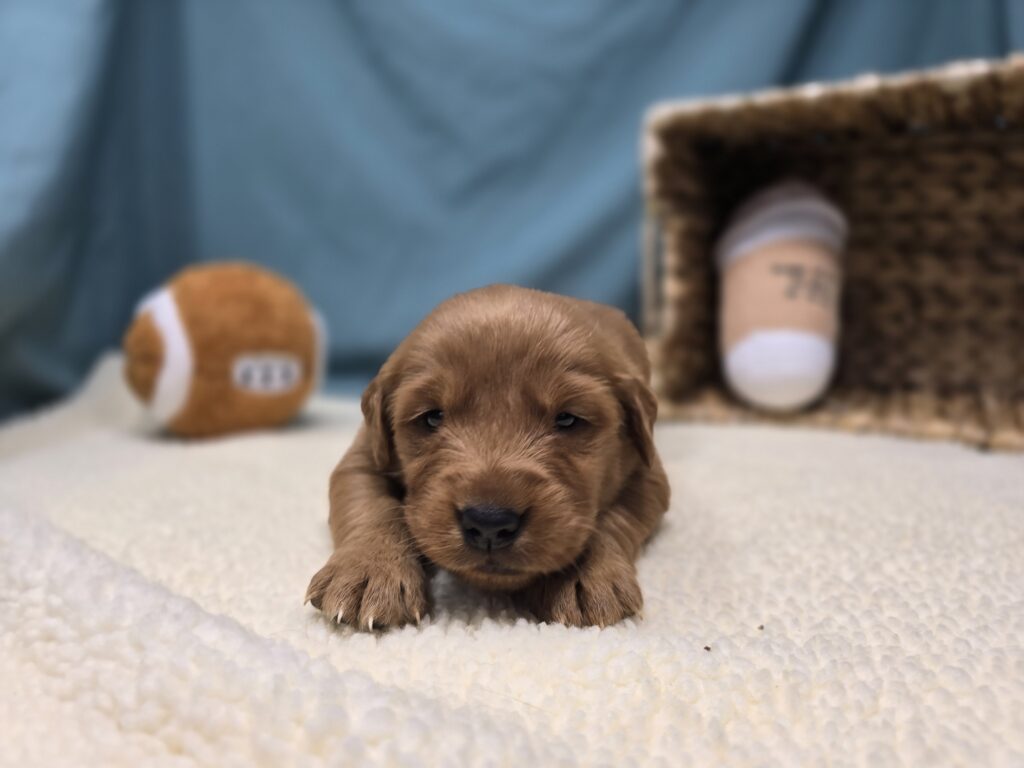 Lucy - Golden Retriever - Image 4