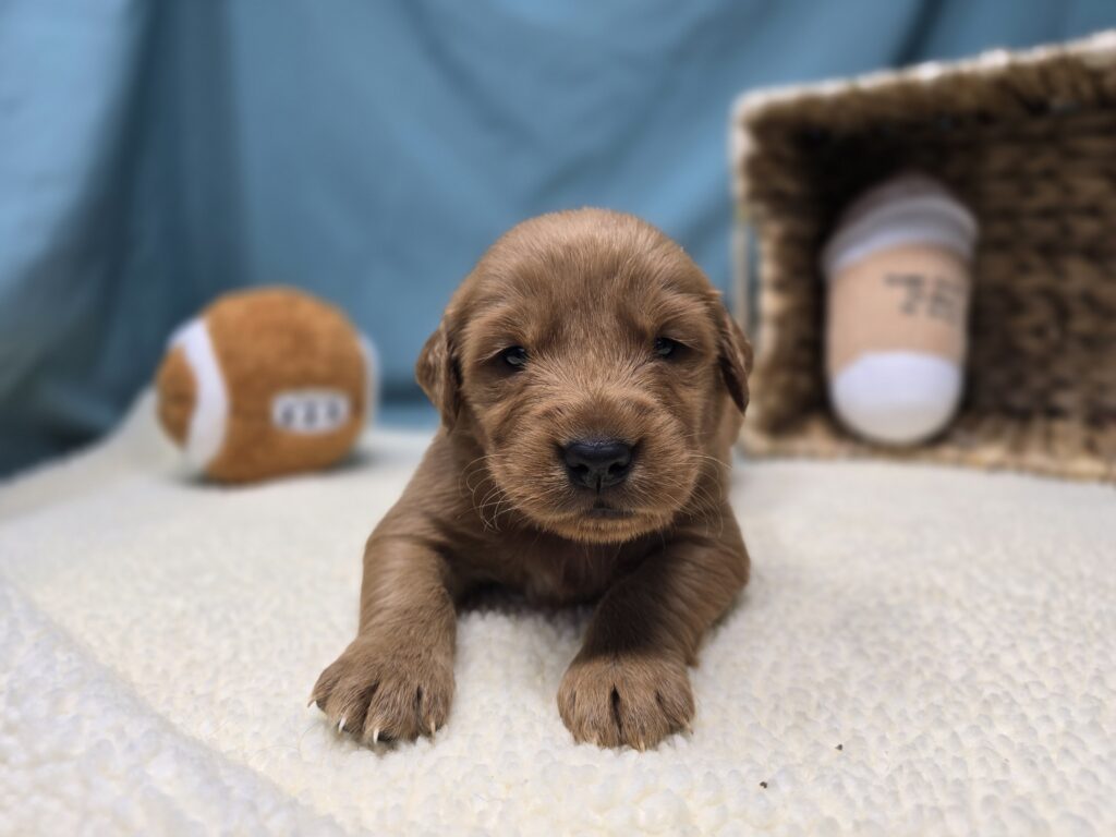 Lucy - Golden Retriever - Image 5