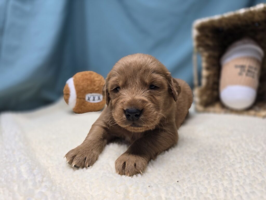 Lucy - Golden Retriever - Image 6