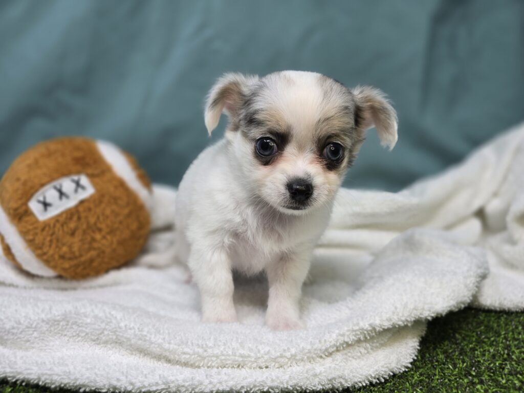 Casey - Chihuahua - Image 5