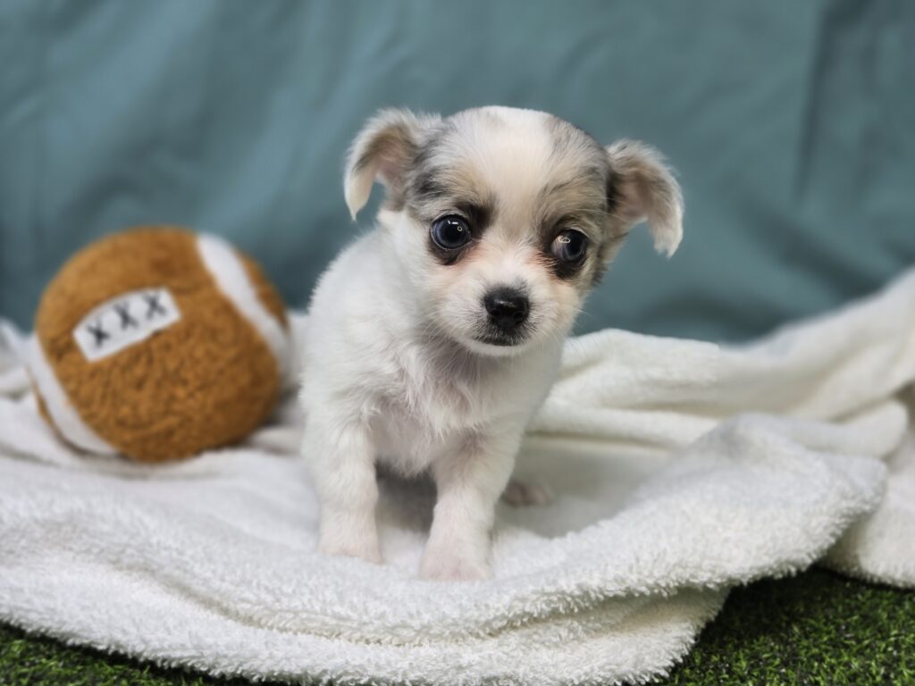 Casey - Chihuahua - Image 4