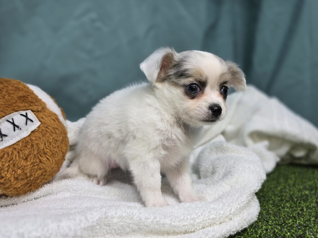 Casey - Chihuahua - Image 3