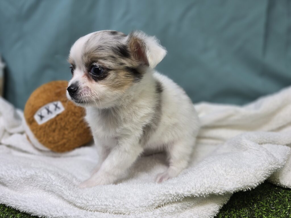 Casey - Chihuahua - Image 2