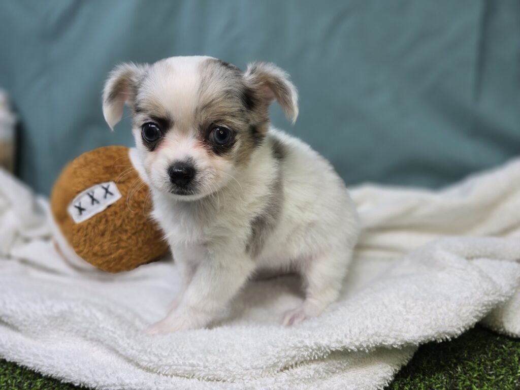 [#2533-02]  - White / Blue Merle F Chihuahua Puppies For Sale