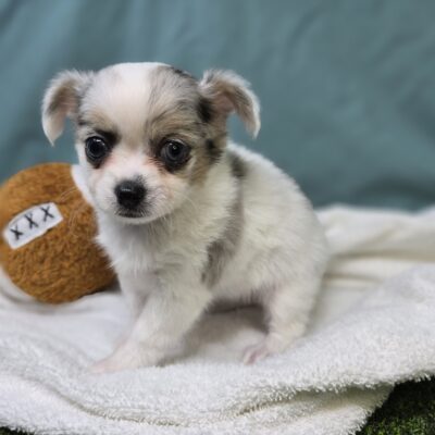 Chihuahua - 1226 - Casey