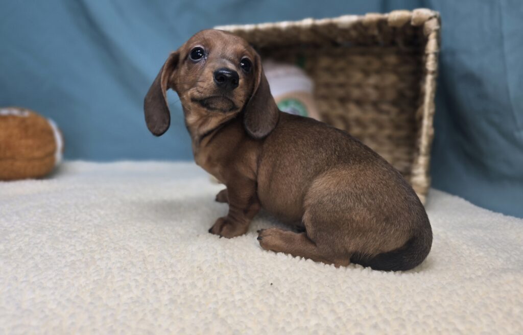 Maisie - Dachshund - Image 5