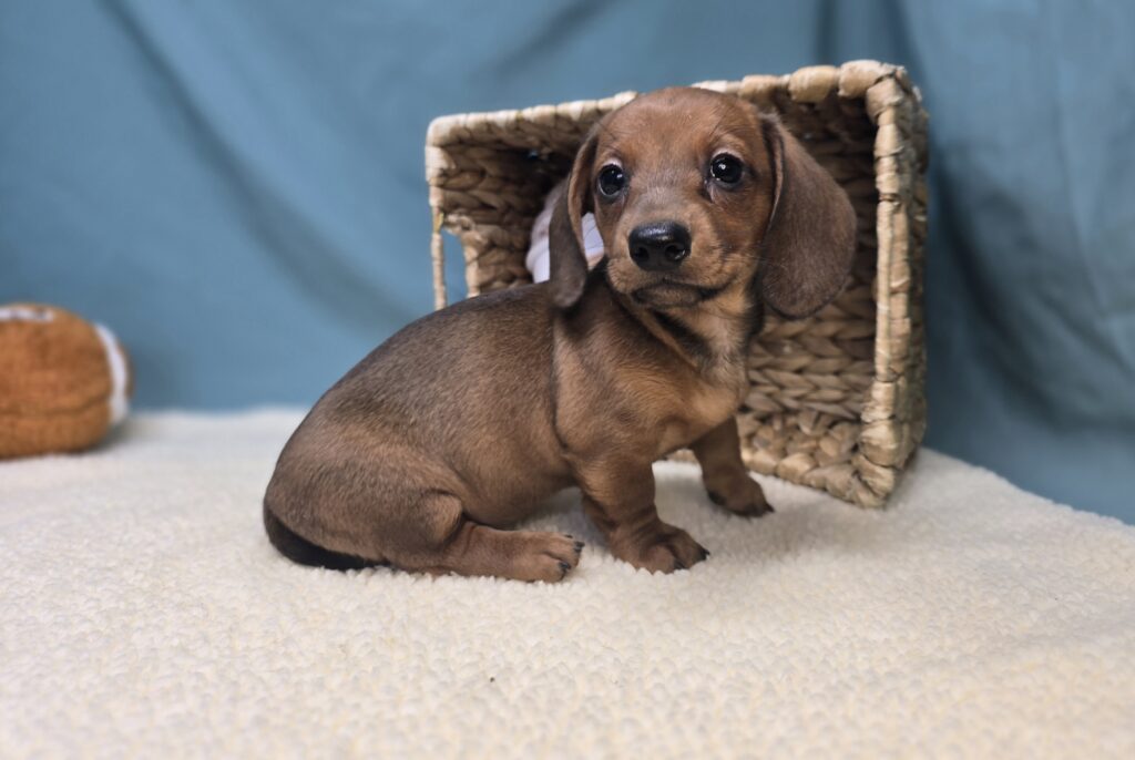 Maisie - Dachshund - Image 6