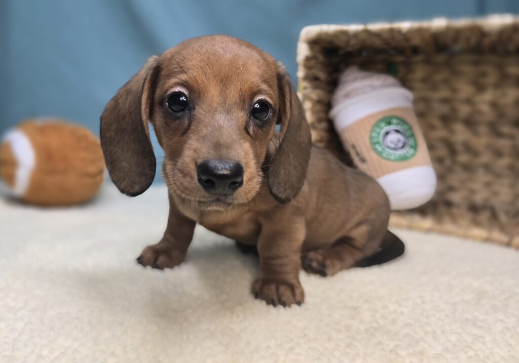 Maisie - Dachshund - Image 7