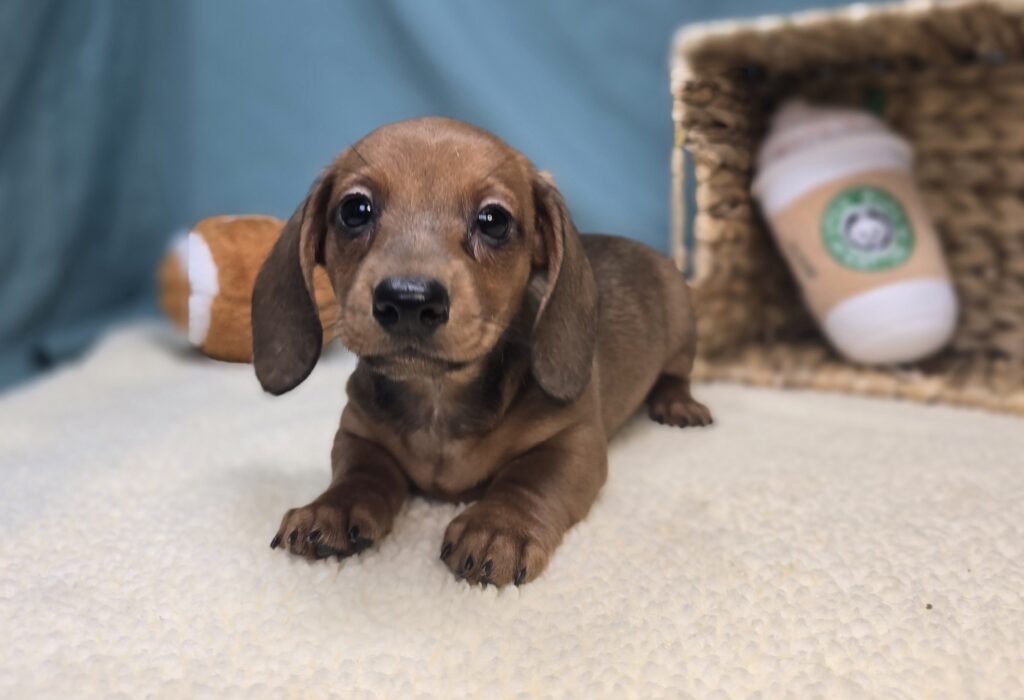 [#251040-03]  - Wild Boar F Dachshund Puppies For Sale