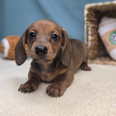 Dachshund - 1201 - Maisie