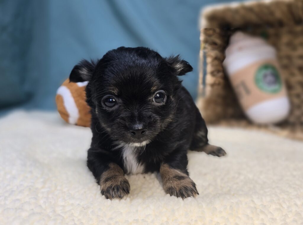 Louie  - Chihuahua - Image 2