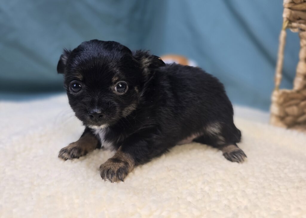 Louie  - Chihuahua - Image 6