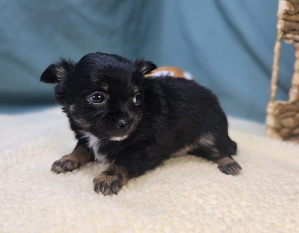 Louie  - Chihuahua - Image 5