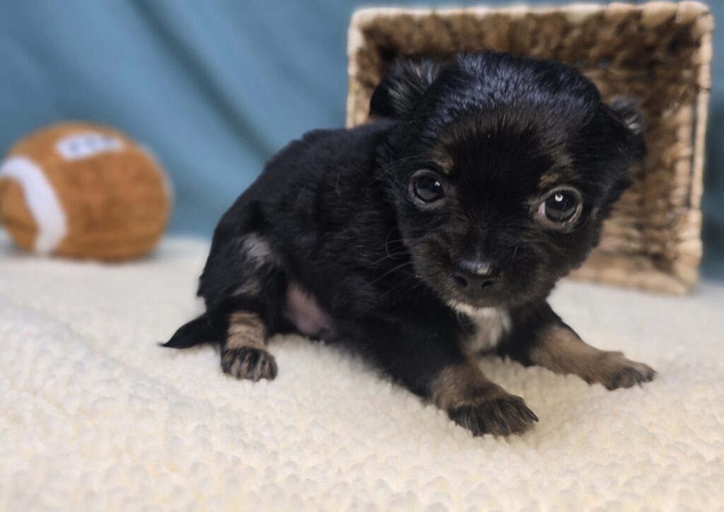 Louie  - Chihuahua - Image 3