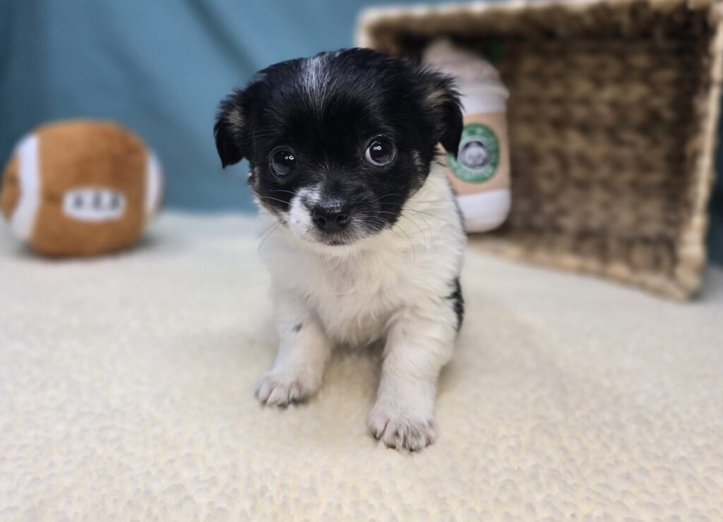 Lola - Chihuahua - Image 2