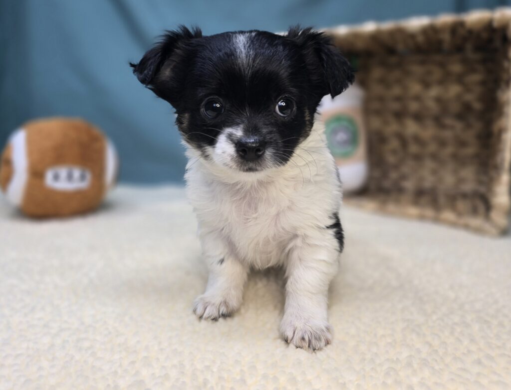 Lola - Chihuahua - Image 1