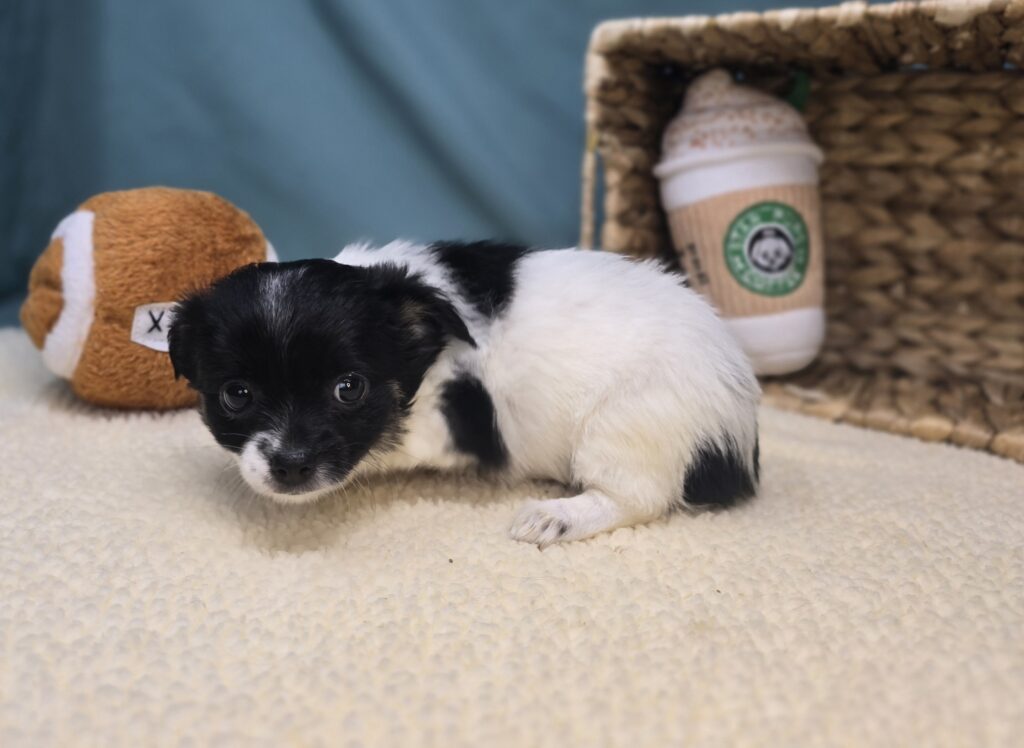 Lola - Chihuahua - Image 3