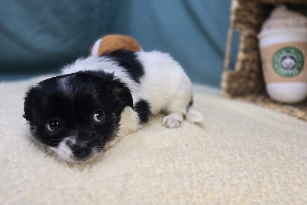 Lola - Chihuahua - Image 4