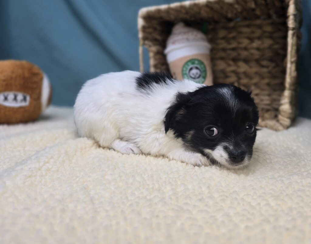 Lola - Chihuahua - Image 5