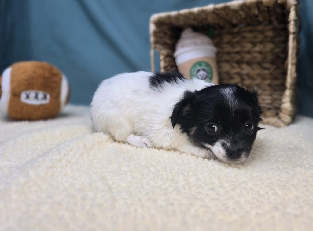 Lola - Chihuahua - Image 6