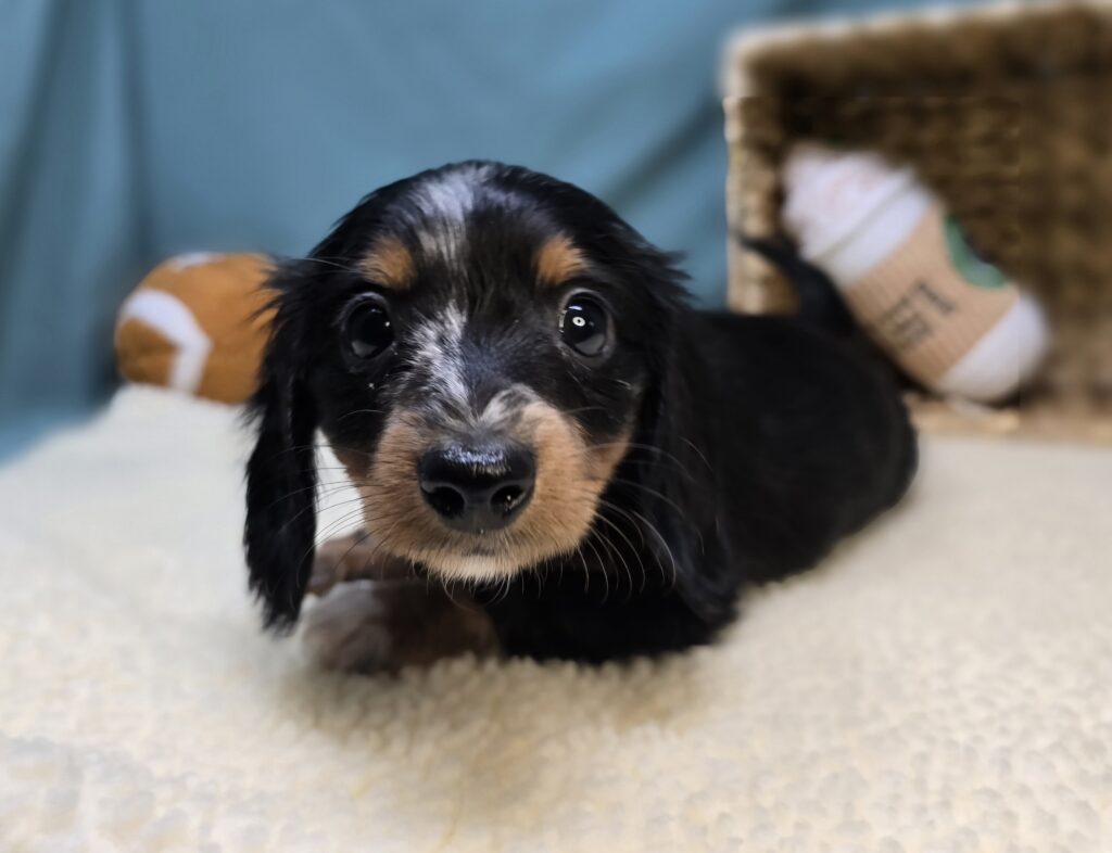 Dottie - Dachshund - Image 5