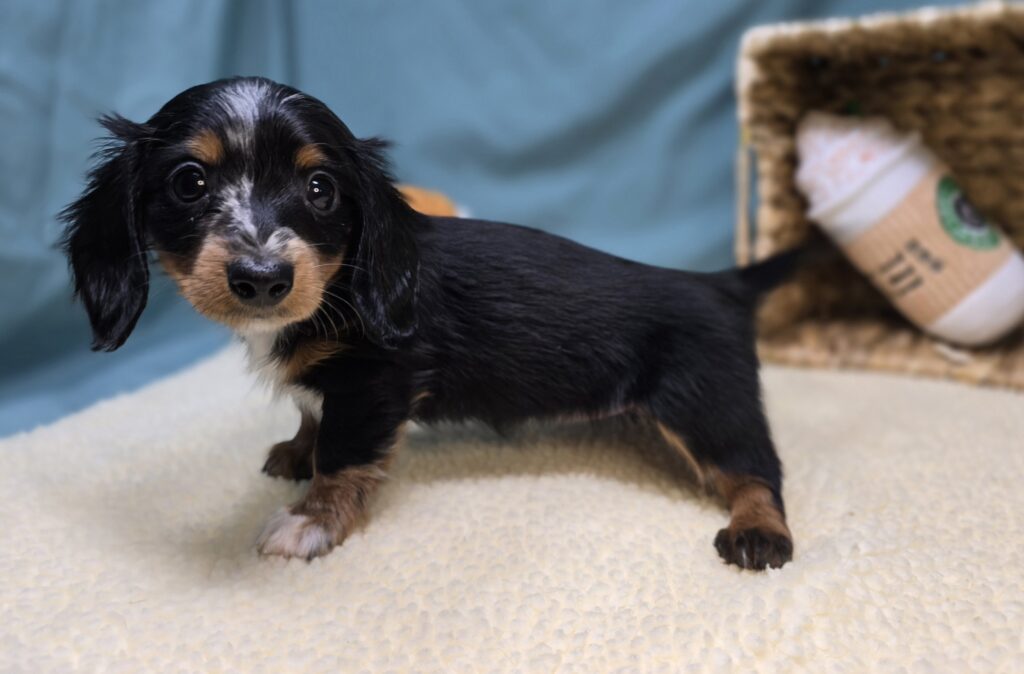 Dottie - Dachshund - Image 2