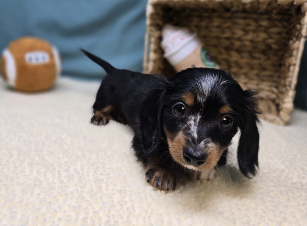 Dottie - Dachshund - Image 3