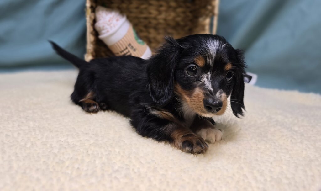 [#251041-02]  - Black / Tan F Dachshund Puppies For Sale
