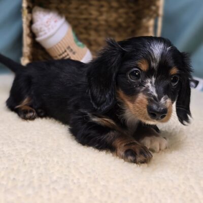 Dachshund - 1203 - Dottie