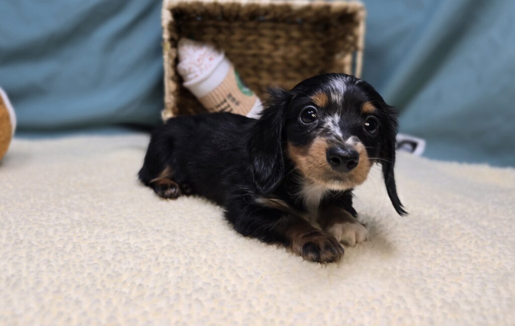 Dottie - Dachshund - Image 4