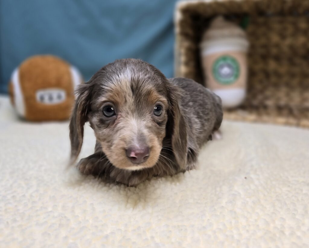 [#251041-03]  - Isabella F Dachshund Puppies For Sale