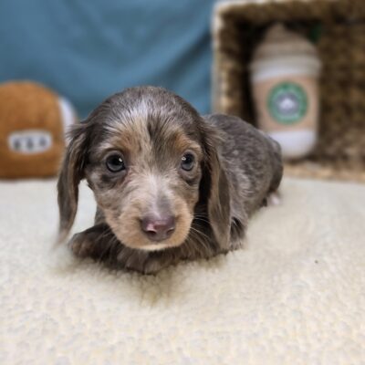 Dachshund - 1204 - Lila
