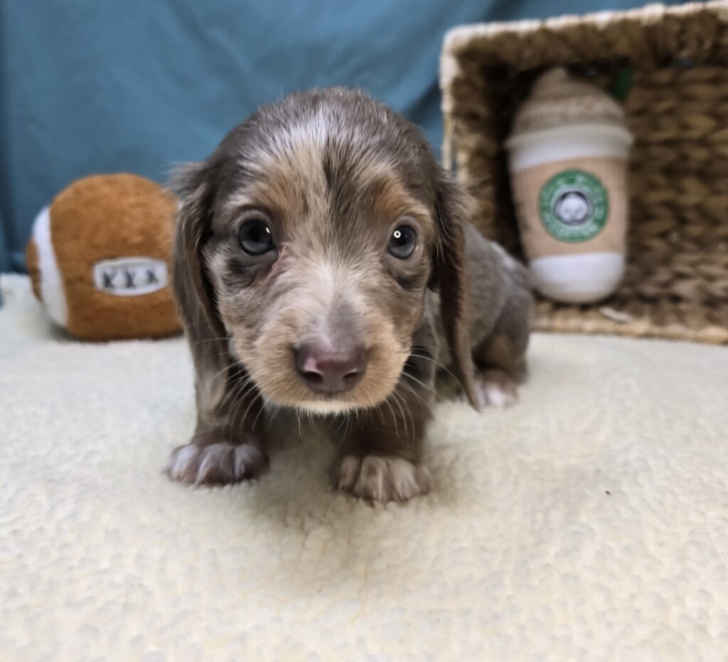 Lila - Dachshund - Image 2