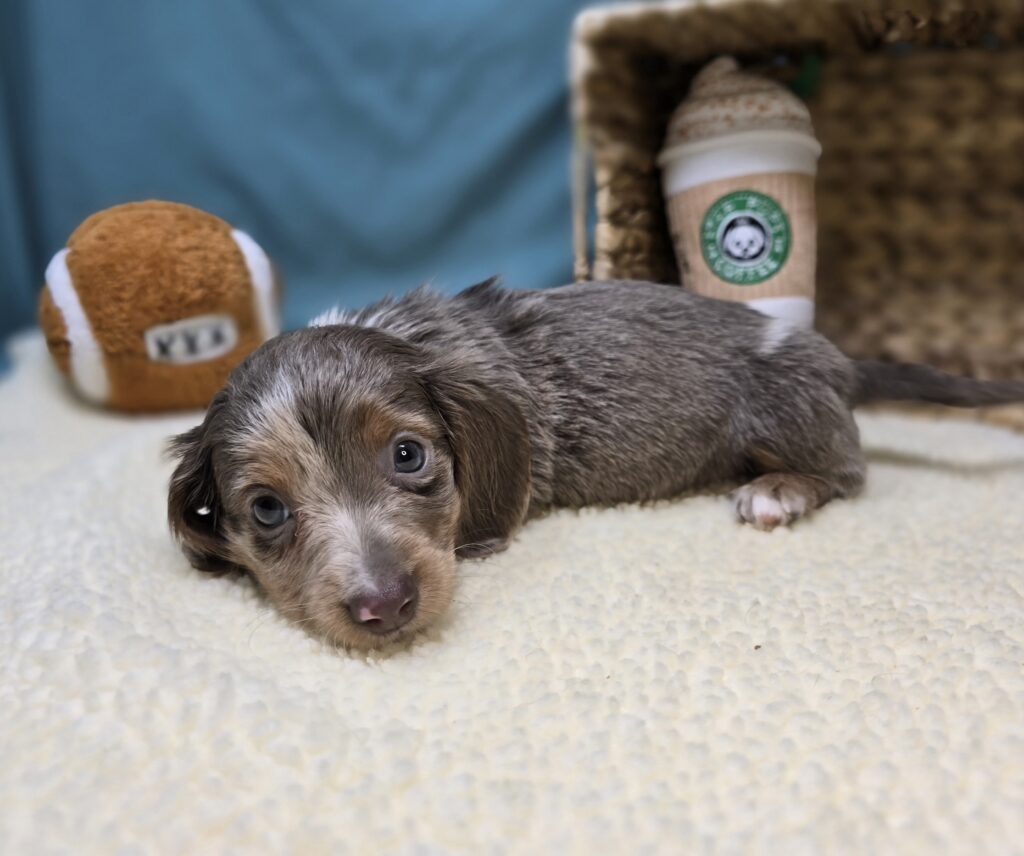Lila - Dachshund - Image 5