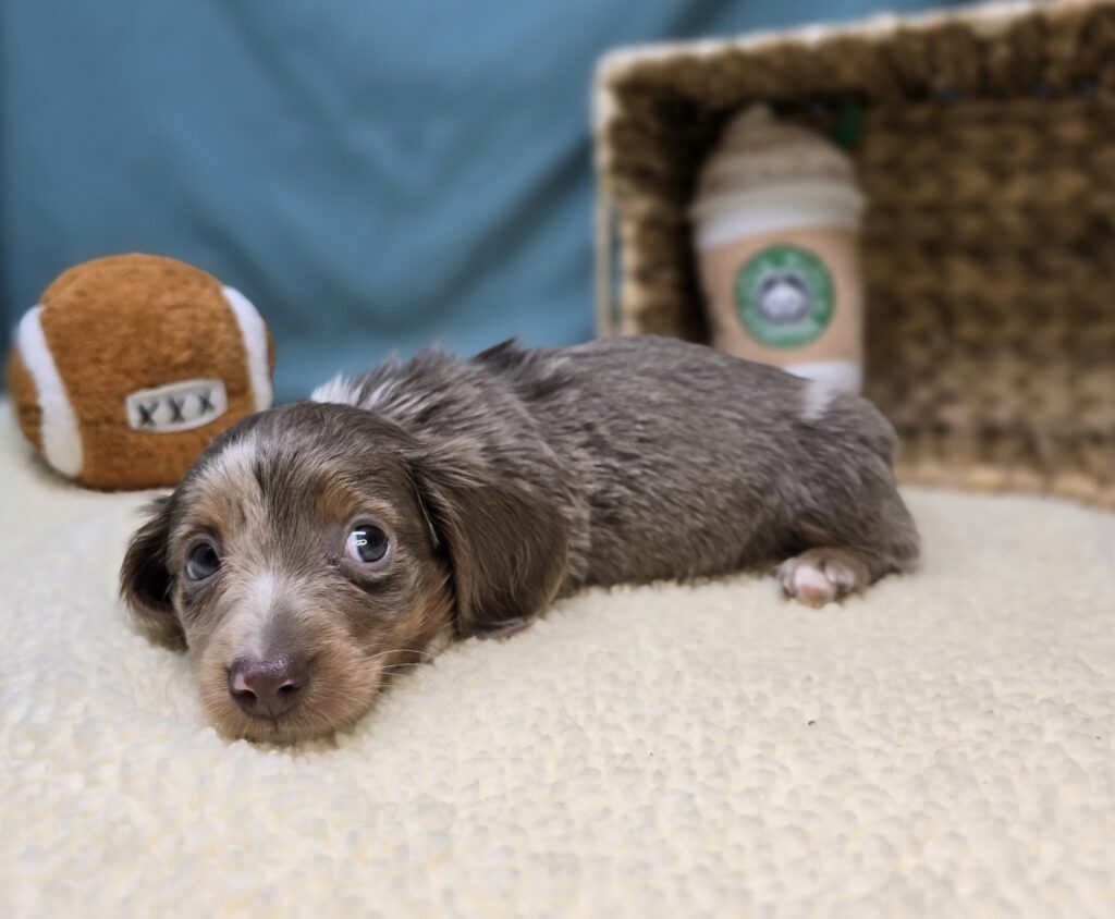 Lila - Dachshund - Image 4