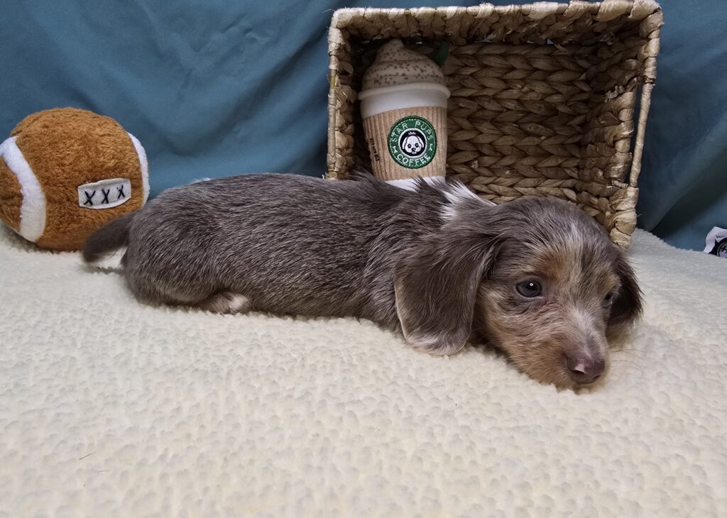 Lila - Dachshund - Image 3