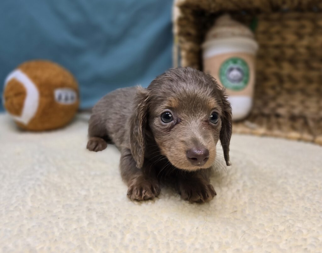 Pippa - Dachshund - Image 3