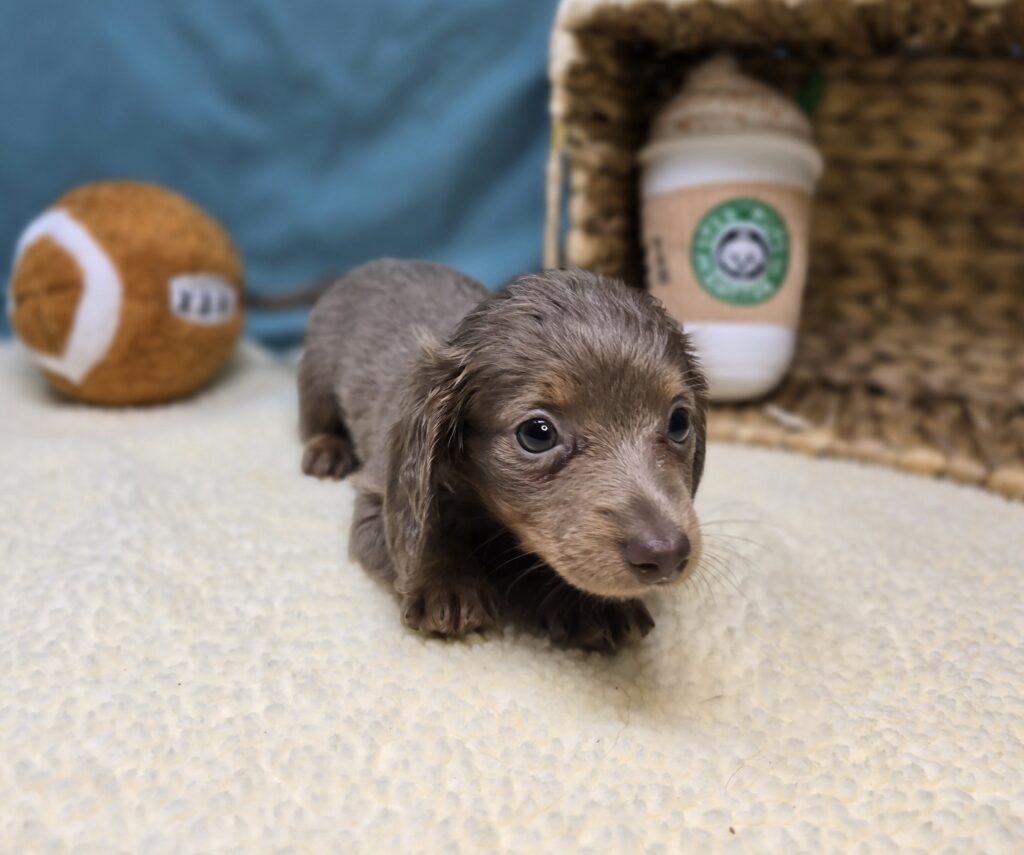 Pippa - Dachshund - Image 4