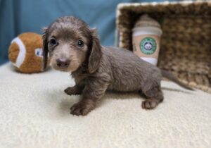 Dachshund