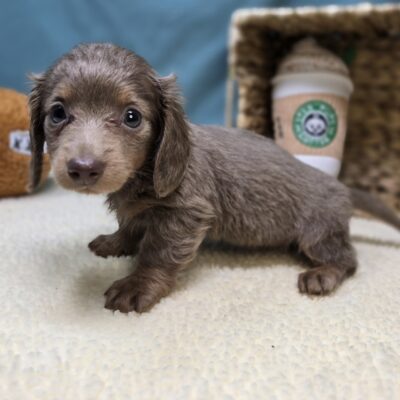 Dachshund - 1205 - Pippa