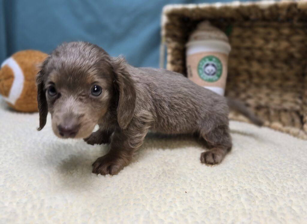 Pippa - Dachshund - Image 2