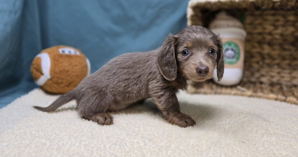 Pippa - Dachshund - Image 6