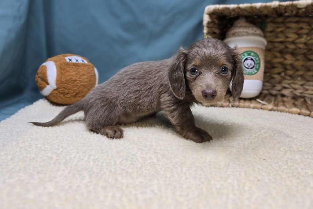 Pippa - Dachshund - Image 5