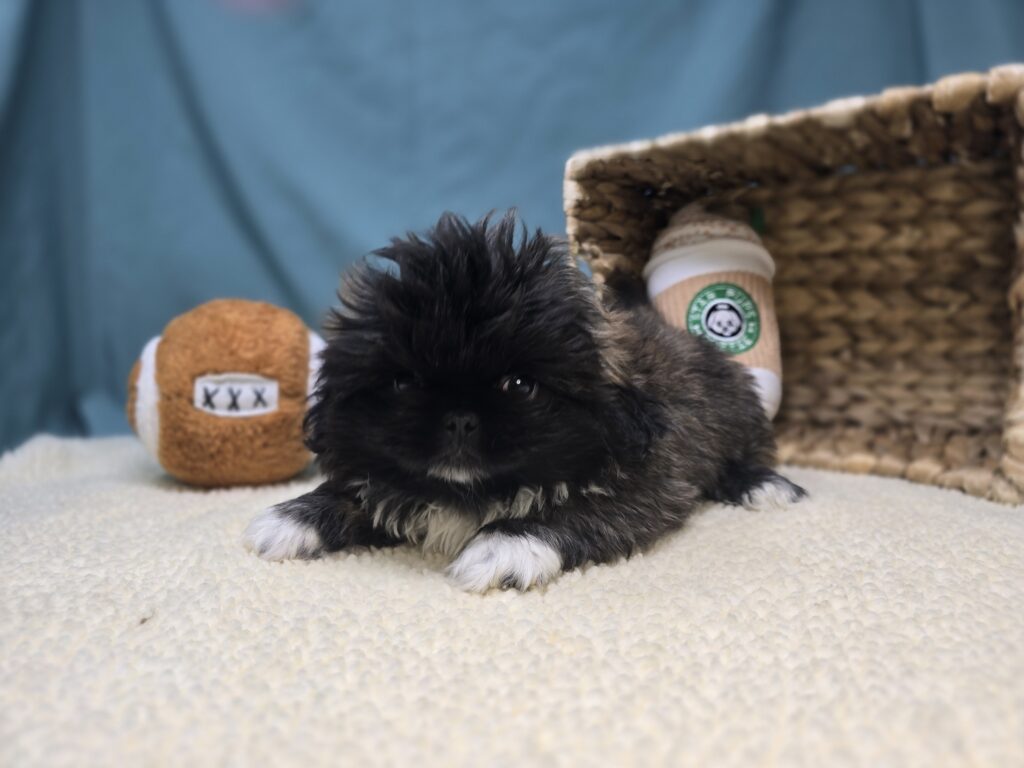 [#2531-01]  - Black Sable M Pekingese Puppies For Sale