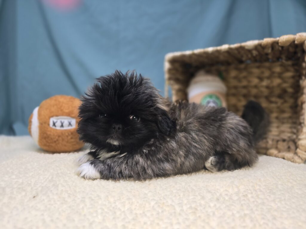 Alfie - Pekingese - Image 2