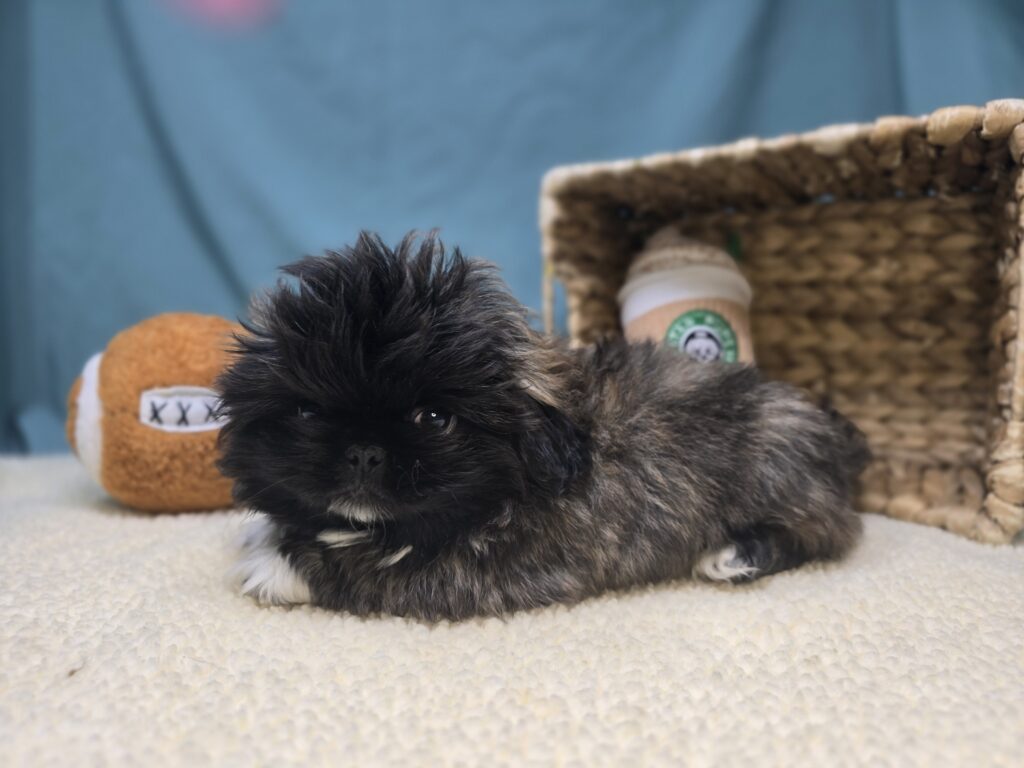 Alfie - Pekingese - Image 3