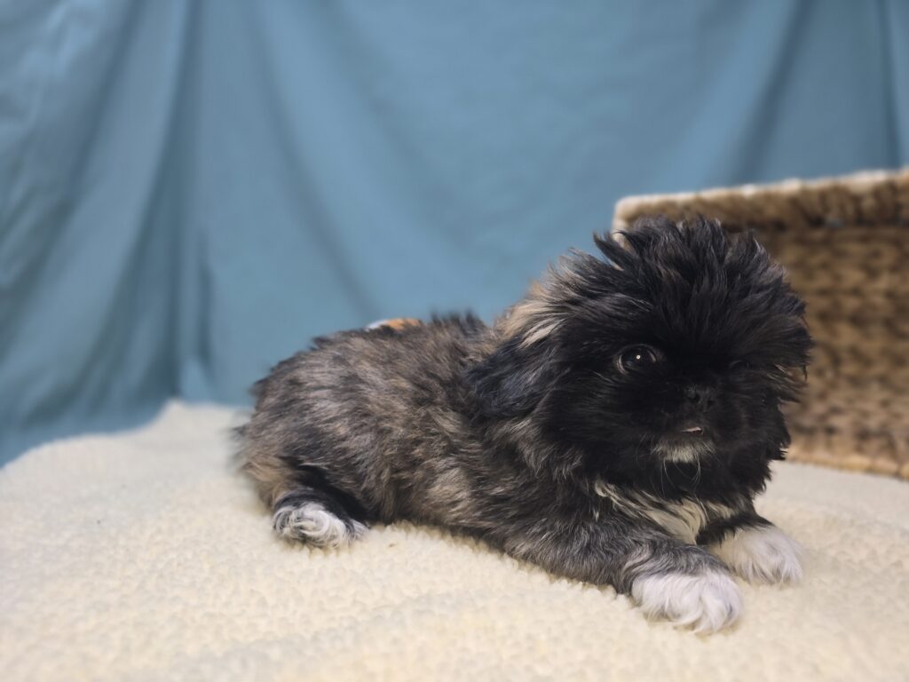 Alfie - Pekingese - Image 4