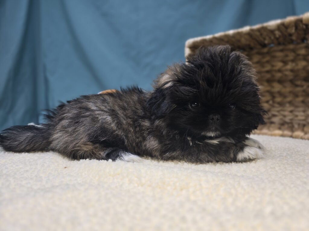 Alfie - Pekingese - Image 5