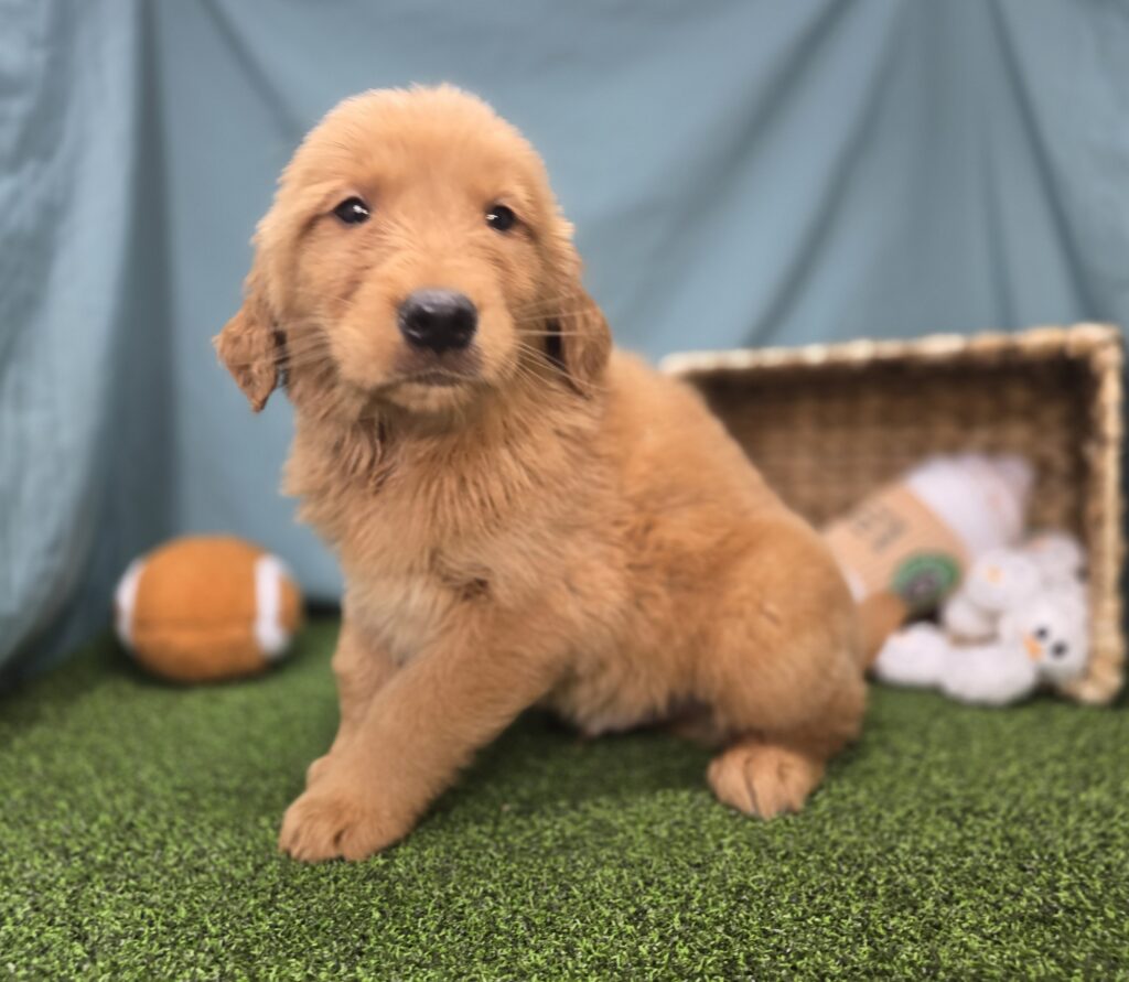 [#251076-02]  - Golden M Golden Retriever Puppies For Sale