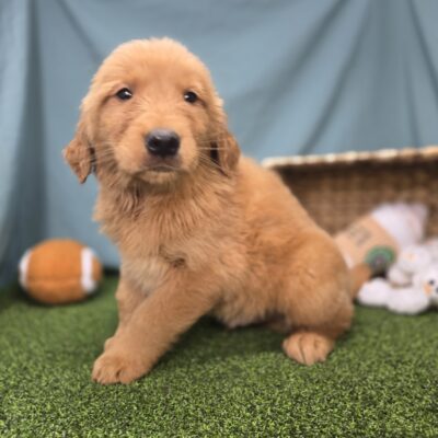 Golden Retriever - 1208 - Milo